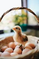 🍳🍗 Eggs, Fresh Meat & Poultry